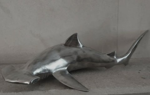 Requin marteau